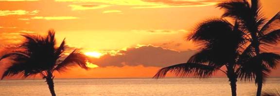 BeachPalmTrees