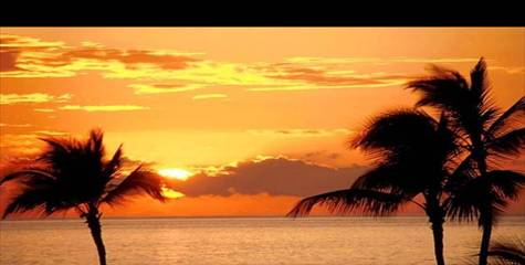 BeachPalmTrees